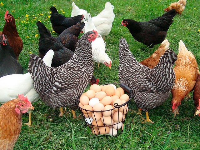 Содержание кур и уход за ними | ЗооТом - продажа, вязка и услуги для животных в Мирном