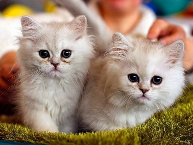 Породы кошек в Мирном | ЗооТом портал о животных