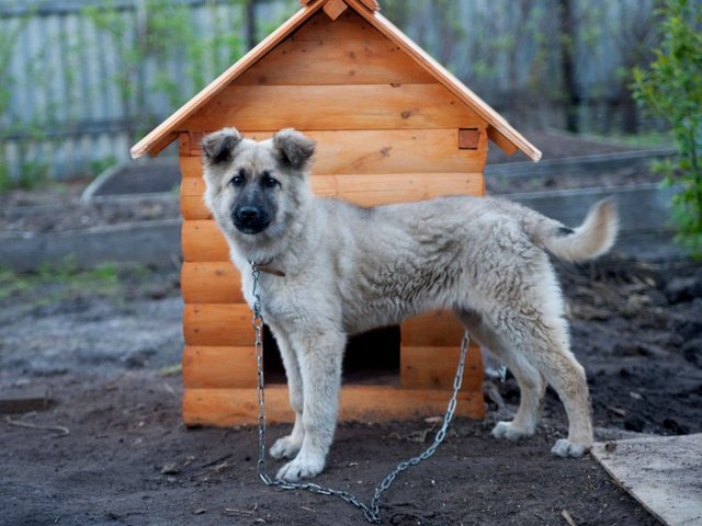 Все о собаках в Мирном